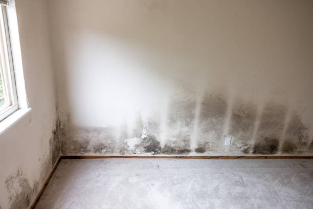 Best Mold-Related Health Consultation  in El Sobrante, CA